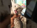 Cat masti overload watch these kittens play like crazy