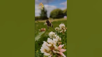🐝🌺🐝 قرآن كريم 🐝🌺🐝 وأوحى ربك إلى النحل 🐝🌺🐝 ما تيسر من سورة النحل 🐝🌺🐝 القارئ خالد الجليل 🐝🌺🐝