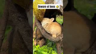He Drinks Honey cuteanimals mycuterabbit cute animals pets funny makanbuah comedy madu