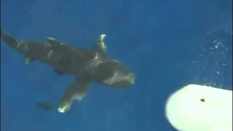 AVS Video Editor Sample Project