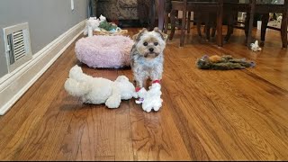 Rylie and Lamb Chop 🐶💝🐑#yorkie #love #rylie