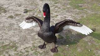 Black Swan Chase & Little Courtship Dancing