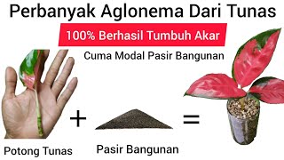 100% Berhasil dan Sukses perbanyak Aglonema Sultan Cuma modal Pasir Bangunan/ Tunas Tanpa Akar Bisa