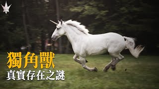 「獨角獸」存在於虛實之間的白馬獨角生物西伯利亞發現證明獨角獸存在的化石但或許跟想像的不太一樣。