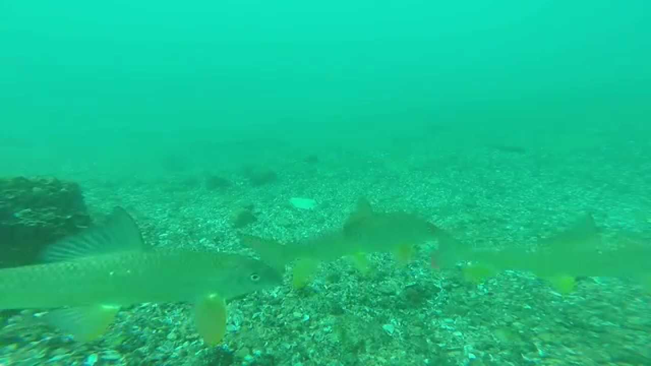 Port Huron Michigan, Underwater Trail Cam 9/3/14. Salmon, Steelhead