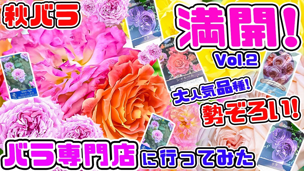 秋バラ満開のバラ専門店】お見事な