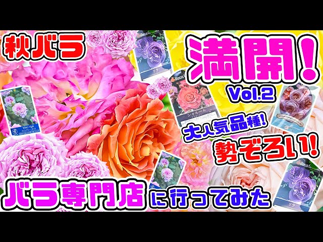 秋バラ満開のバラ専門店】お見事な