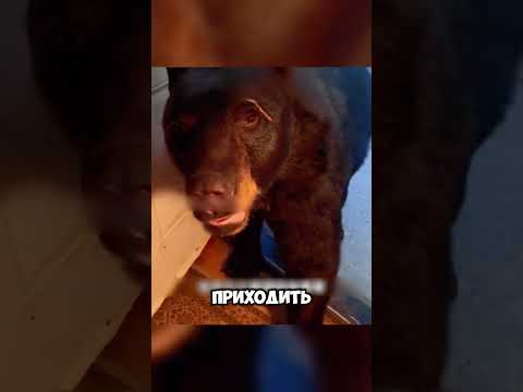 Женщина спасла медведя он ЗАПОМНИЛ🥺🌲🐾