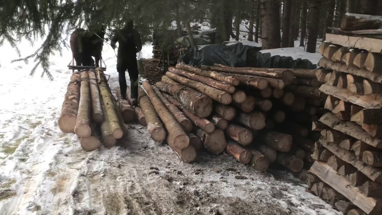 Holzrücken mit Pferden mit der Krise