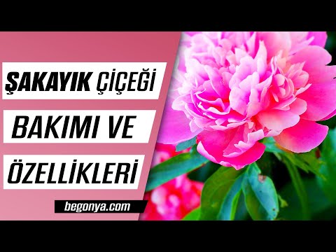 Video: Şakayık neden soluyor?