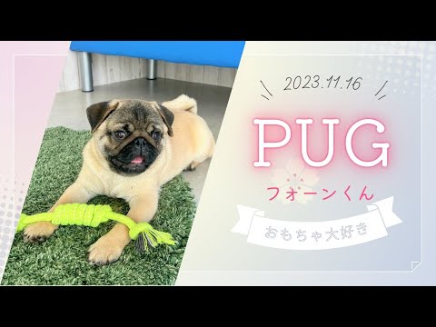 【ご家族さま募集中】2023.11.16　パグの男の子♪