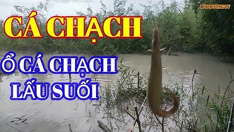 TRỜI MƯA ĐI CÂU CÁ SUỐI THẤY HAM LUÔN