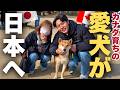 【ついに】カナダ育ちの柴犬ユズが日本へやって来た！