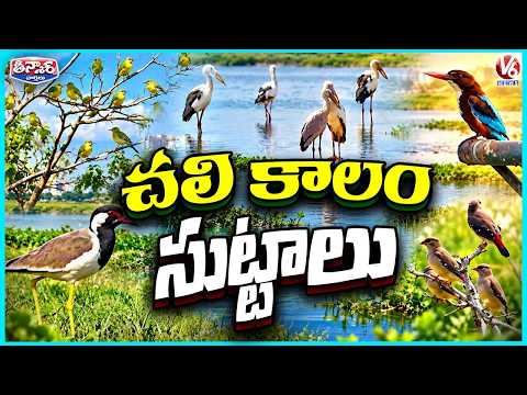 Adilabad Welcomes Migratory Birds, Nature Lovers Thrilled | V6 Teenmaar - V6NEWSTELUGU