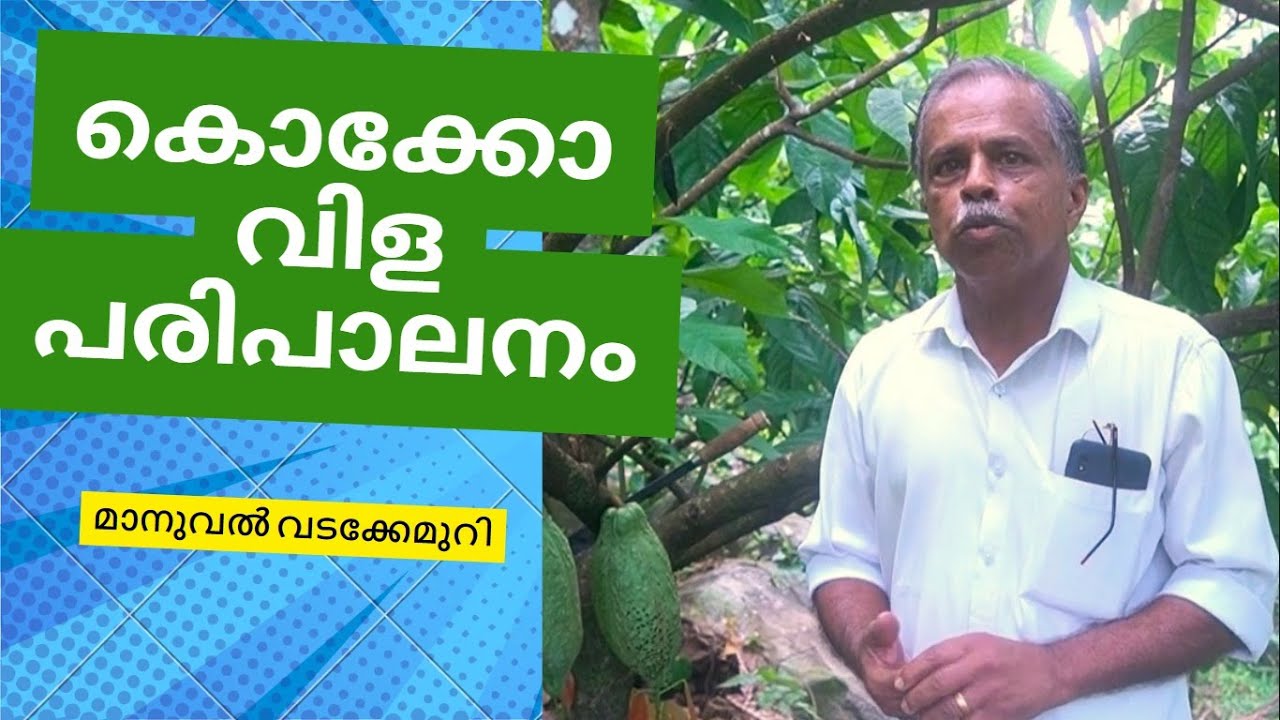 കൊക്കോചെടി പ്രൂണിംഗ് - പ്രായോഗിക പാഠങ്ങൾ - Manual V V Cocoa Pruning