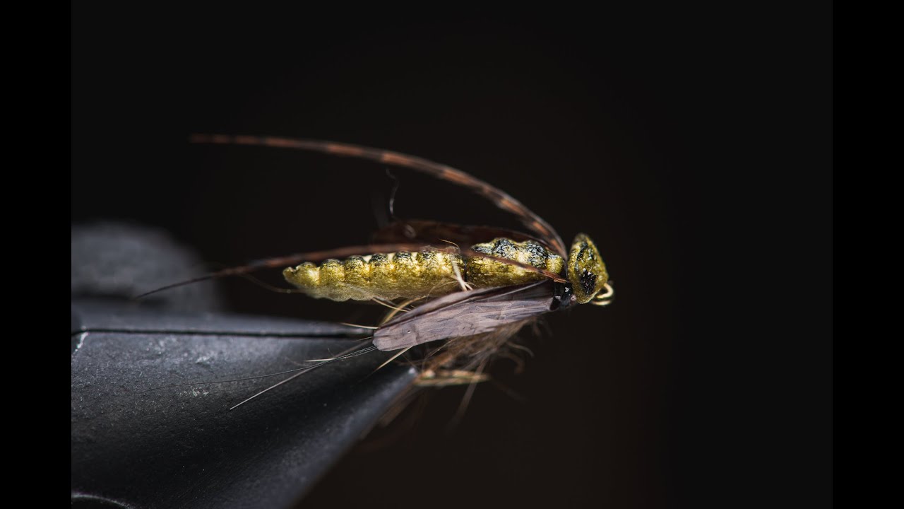 Pintapupa / caddis pupa pattern (by Timo Kontio)