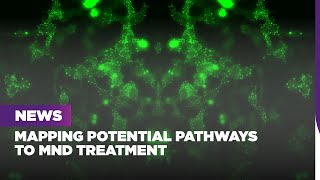 Mapping potential pathways to MND treatment