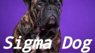 Песня Sigma Dog