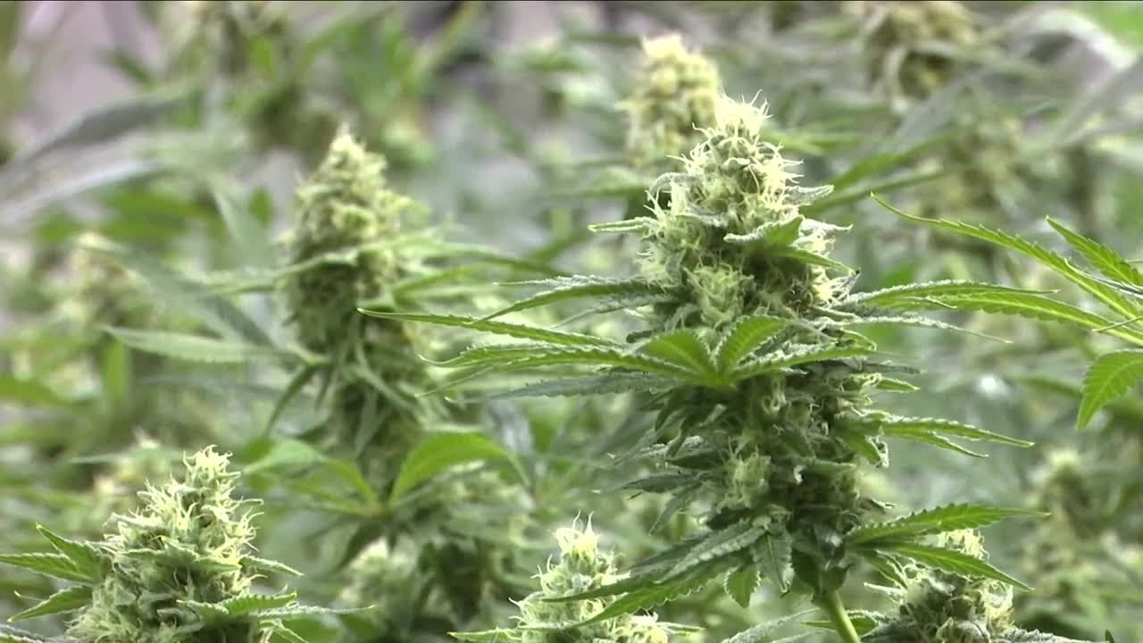 Jan. 1 brings legal pot to Montana, but implementation questions remain for police