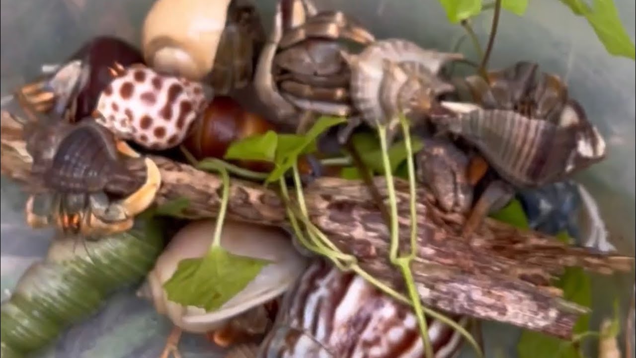 Kelomangnya di hutan tebu lagi #kelomang #kelomangwarnawarni #umangumang #fyp