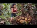 Harvesting Giant Water Yams for the Market | Rebuilding Homes - Survival Skills in Conflict