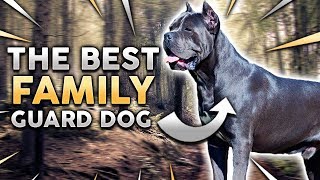 CANE CORSO! The Best Family Guard Dog!