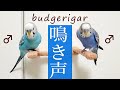 うるさいかも。インコの鳴き声呼び鳴き 鳥のさえずり 音量大 ロスト 迷子鳥 作業用 鳴き声 budgerigar birds chirping bird call ♂