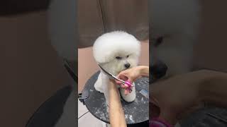 MALTIPOO PUPPY GETTING ROUND HEAD GROOMING #dog #puppy #cutedog #adorabledog #new