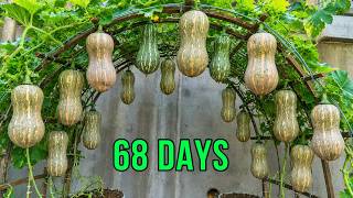 The Secret To Growing Butternut Squash On Your Balcony – Lots Of Sweet, Flavorful Squash