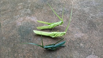 THẮT CÀO CÀO LÁ DỪA [SCRATCHING COCONUT LEAVES] @THẮT LÁ DỪA [COCONUT LEAF CRAFT[