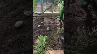 Quail and African finches feeding on the ground #bird #aviarybirds