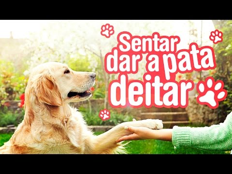 Vídeo: 3 maneiras surpreendentes para homenagear um border collie que passou longe