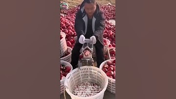 Radish Slicer in Action: Fast and Efficient!