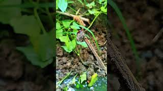 আমাদের ডোবায় মাছ ধরতে গিয়ে এক বিশাল মাছ ছিপের সুতো ছিঁড়ে দিলো 😱🎣#Fishing #BigFish#shorts
