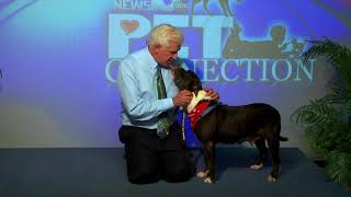 Pet Connection Big Mamma 6 7 18