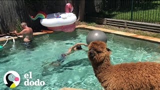 Adorable Alpaca Finds Perfect Family The Dodo