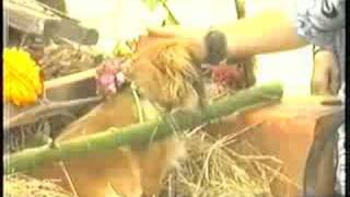 Rubians: Festas de Santa Placida e San Ramon 1984 (Cuarta)