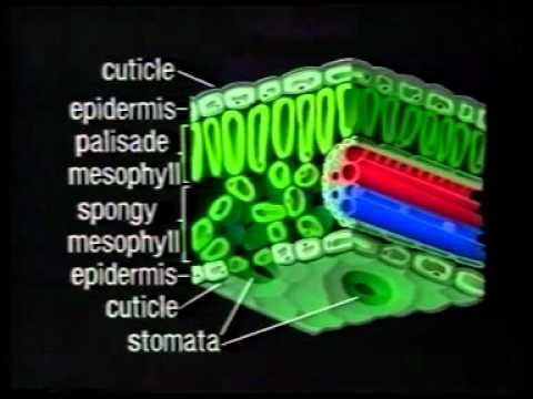 اختنا الشجره مصطفي محمود صوت القاهره