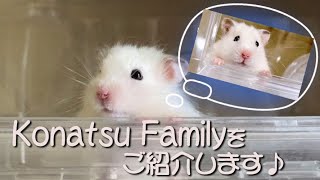 【多頭飼い】7匹の ハムスターと主、こなつファミリーを ご紹介します♪