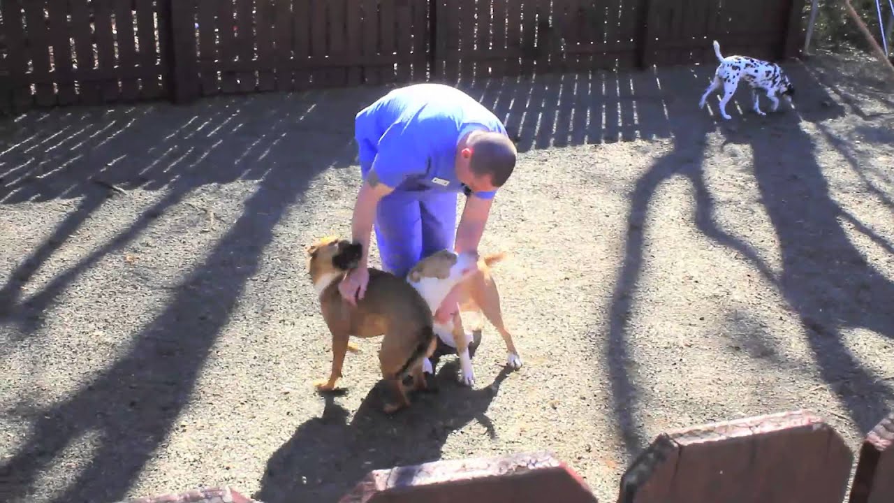 Clear Creek Animal Hospital - Short | Charlotte, NC - YouTube