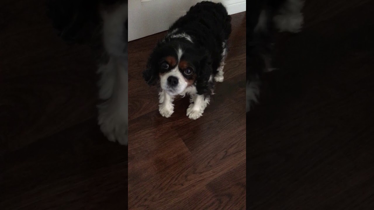 dog.exe has stopped working