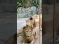 LION LOVE #lion #wildlife #bigcats #wildlifeconservation #lionking #lionlove