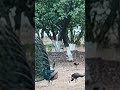 #short #farm #birds #india #nature Peacocks Dance Among Trees Incredible Nature