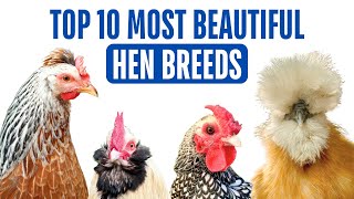 Top 10 Most Beautiful Chicken Breeds in The World - Best Fancy Chicken Breeds