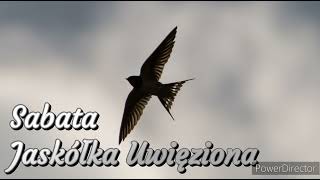 Sabata - Jaskółka Uwięziona Cover Stan Borys