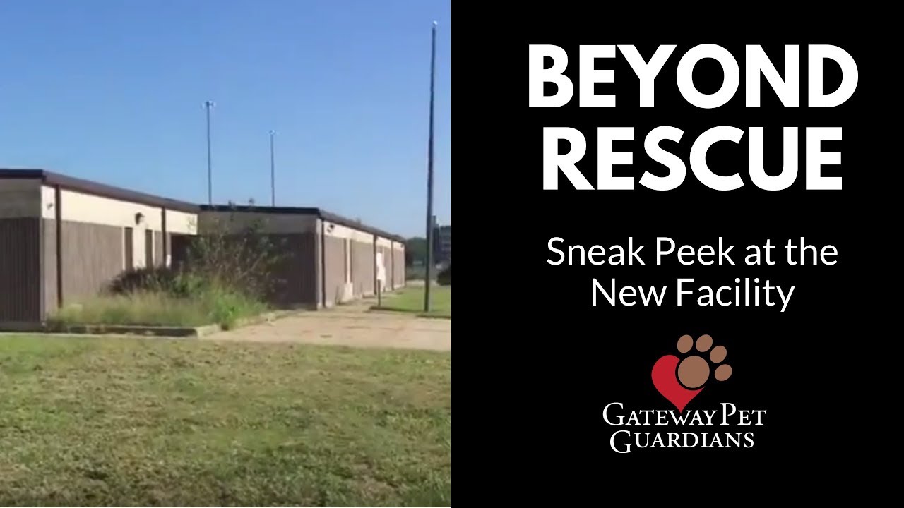 rescue dogs rock nyc Beyond Rescue: Episode 16 - Sneak Peek at the New Facility
