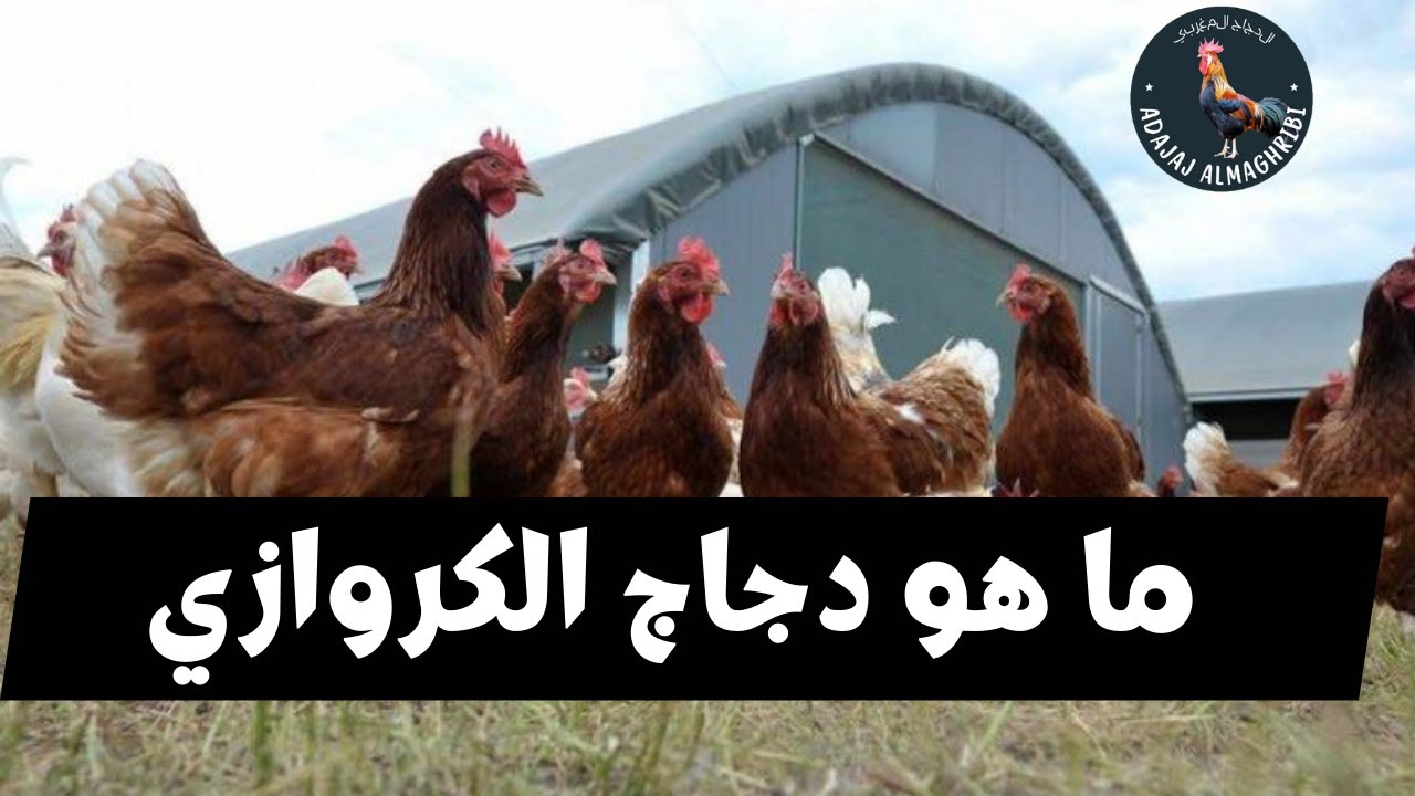 بيع دجاج الكروازي في المغرب | جودة عالية وأسعار تنافسية للتواصل المرجو الإتصال على الرقم 0668762975