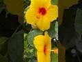 HAPPY MONDAY || Beautiful Flowers || #flowers #gardening #nature #plants #shortvideo #trending