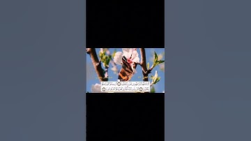 #قران_كريم #اكسبلور #قرآن #تلاوة_خاشعة #تلاوات #سورة_الطور