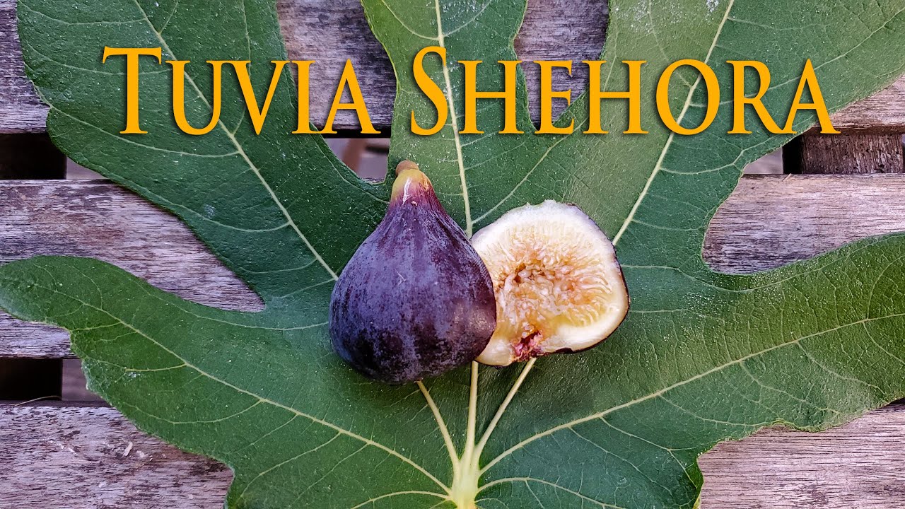 Tuvia Shehora Fig Review 2020